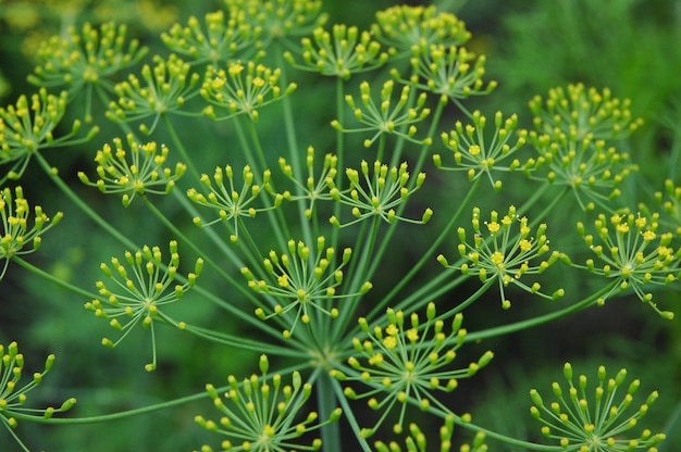 Een bloeiende groene parapludille met een groot plan. Achtergrond. Selectieve focus