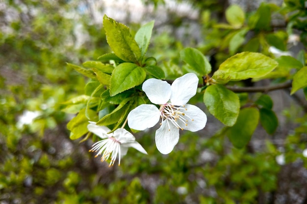 Een bloeiende tak van een appelboom in de tuin in het vroege voorjaar