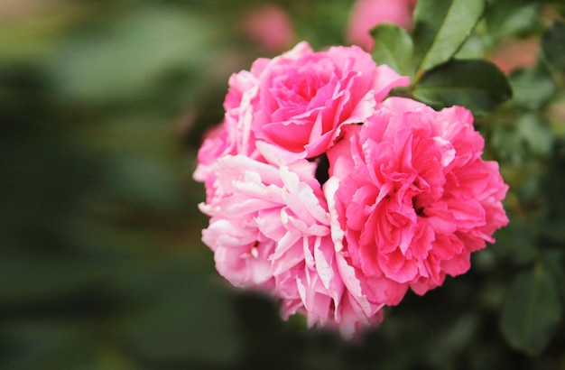 Een bloeiwijze van roze rozen is in de tuin op het steegje tot bloei gekomen en verrast met zijn schoonheid