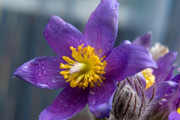 Een bloem die de komst van de lente symboliseert