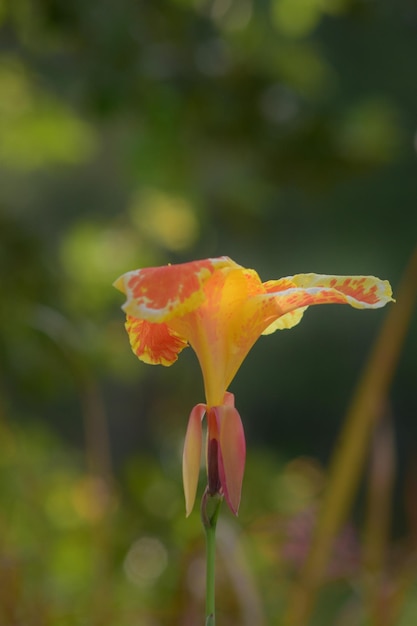 Foto een bloem die geel en oranje is