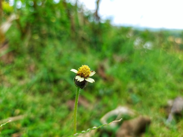 Een bloem die geel en wit is