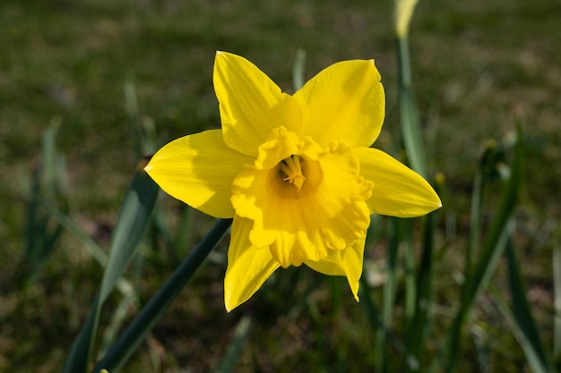 Een bloem die geel van kleur is