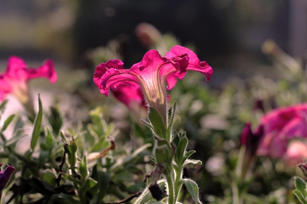 Een bloem die in een pot zit