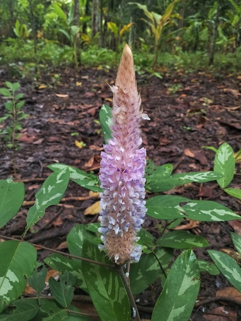 Een bloem die in het bos staat