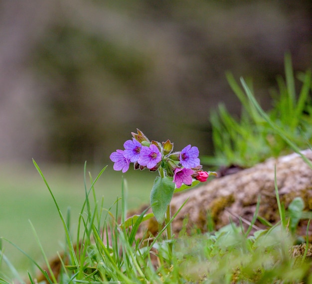 Een bloem die in het gras staat