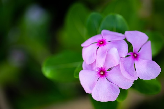 Een bloem die paars van kleur is