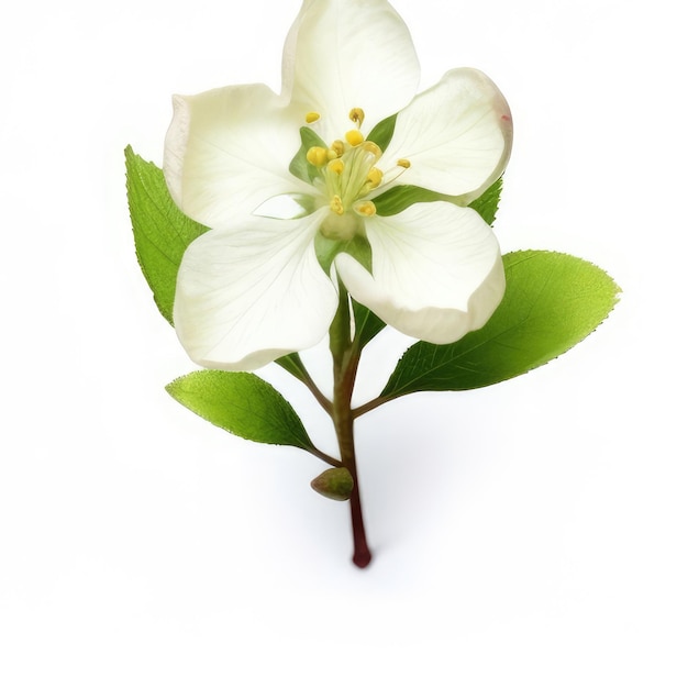 Foto een bloem die wit is en een groene stengel heeft.