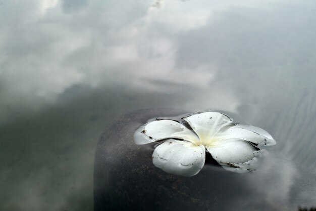 Een bloem drijft in het water.