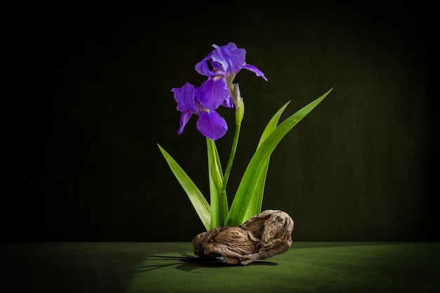 Een bloem en een slak op een tafel