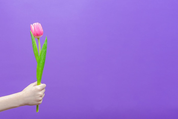 Een bloem in de hand van een kind op een paarse achtergrond, een jongen geeft een bloem. Gefeliciteerd met de vakantie, 8 maart, Valentijnsdag of verjaardag. Veelkleurige tulpen in de hand.