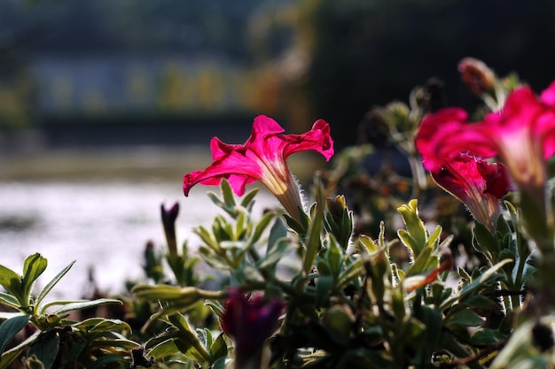 Een bloem in de tuin van het huis van het jaar 2010