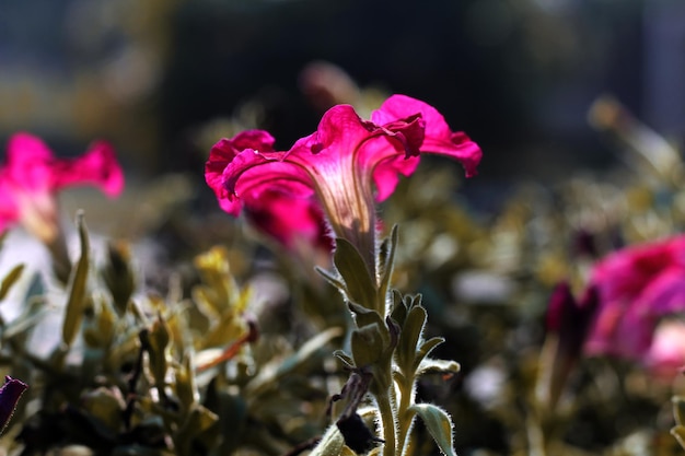 Een bloem in een bloembed