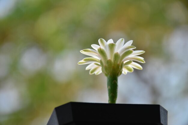 Foto een bloem in een pot met een groene achtergrond