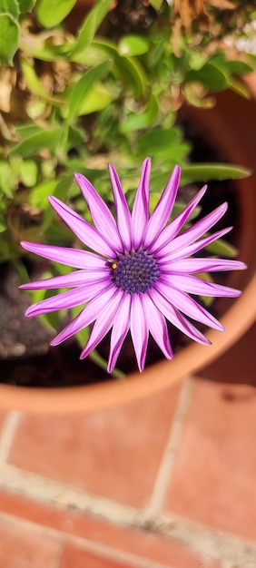 Een bloem in een pot met een klein geel insect erop.