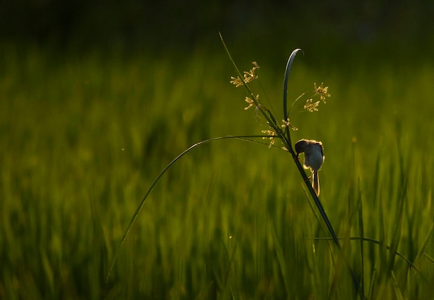 Een bloem in een rijstveld