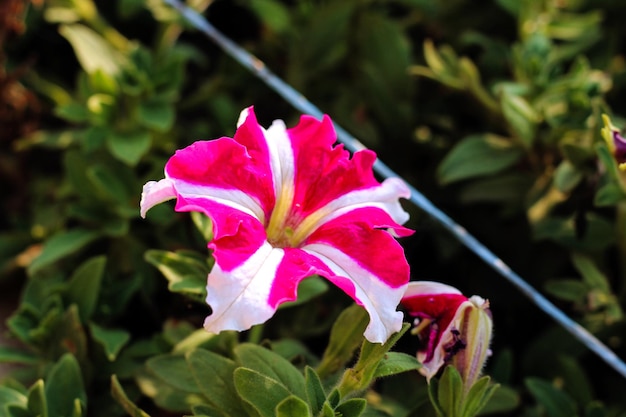 Een bloem in een tuin die roze en wit is