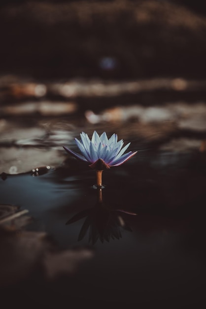 een bloem in een vaas op een strand