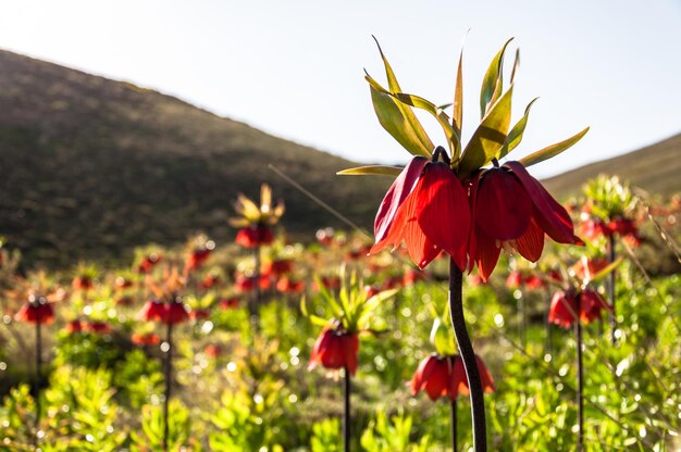 Een bloem in een veld met een berg op de achtergrond