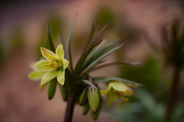 Een bloem in het bos