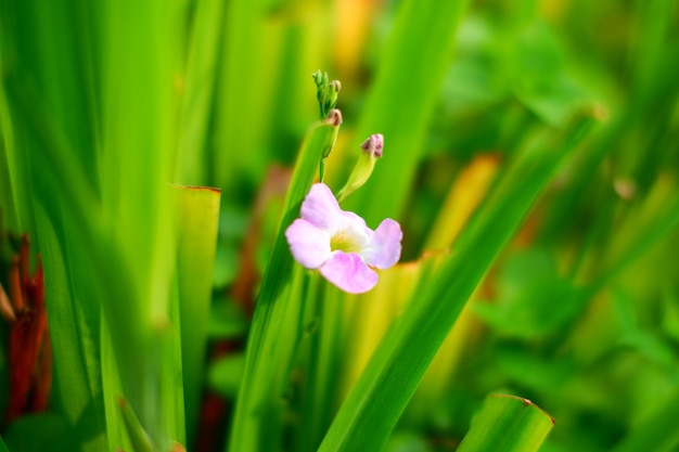 Een bloem in het gras is een symbool van het jaar.