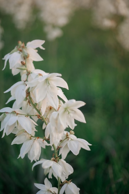 Een bloem in het gras