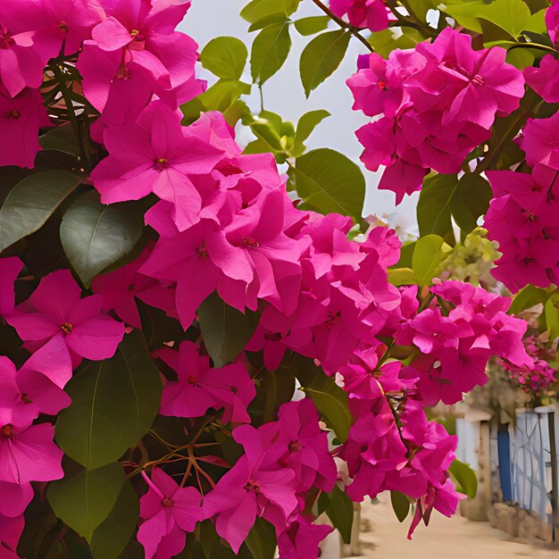 een bloem in roze groeit op een hek