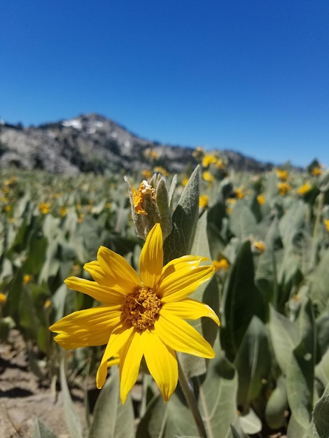 Foto een bloem in tahoe.