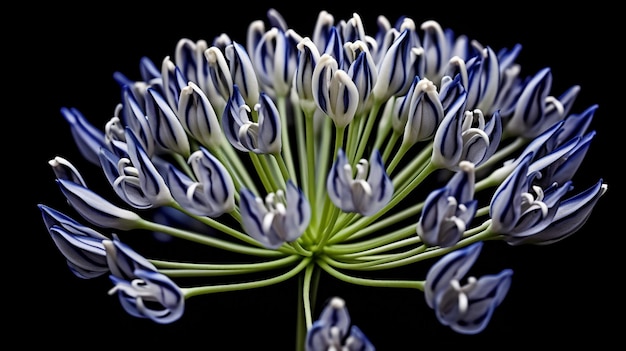Foto een bloem met blauwe en witte bloemblaadjes en een groene stengel.