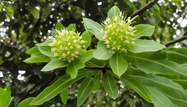 een bloem met de knoppen erop bloeit