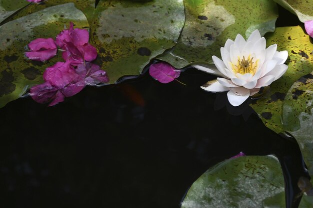 Foto een bloem met de weerspiegeling van de bloem in het water