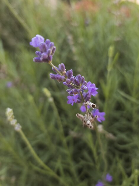 Een bloem met een insect erop staat in een bloemenveld.