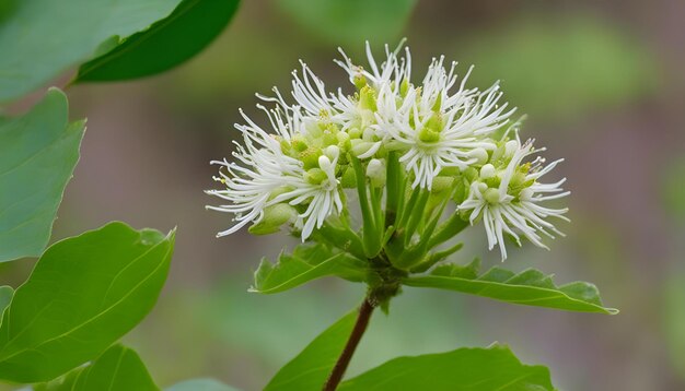 een bloem met witte bloemen die de knoppen erop heeft