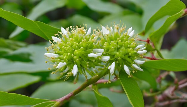 een bloem met witte bloemen die zegt bloeien