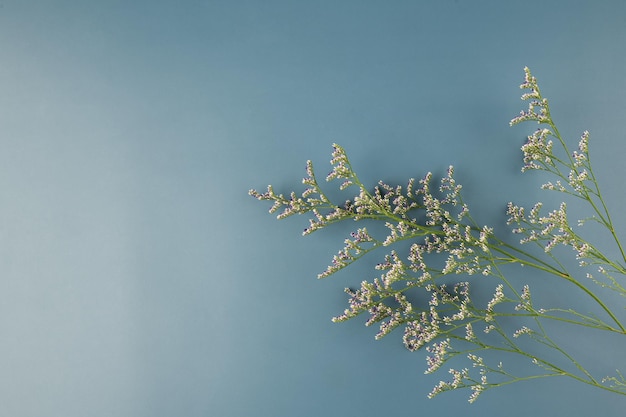 Een bloem op een blauwe achtergrond