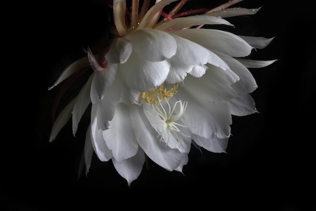 Een bloem van een cactusplant in mijn tuin. Een witte bloem met een geel hart