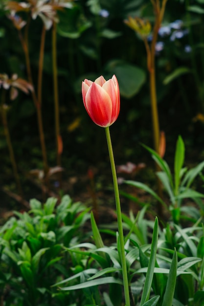 Een bloem van een rode tulp op een vage achtergrond van andere bloemen.