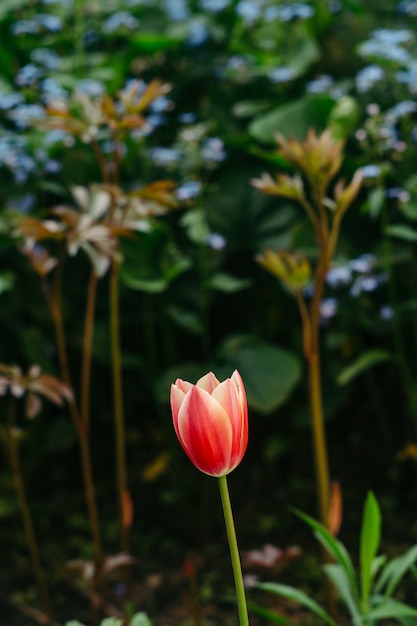 Een bloem van een rode tulp op een wazige aard