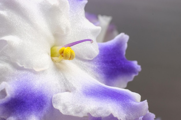 Een bloem van een wit en blauw violet close-up Macrofotografie