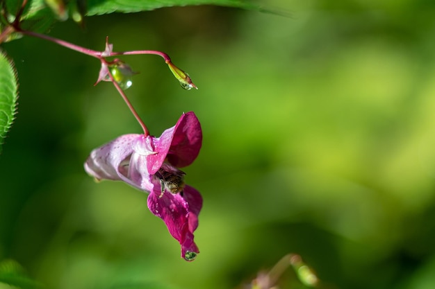 Een bloem van roze Impatiens glandulifera in regendruppels wordt bestoven door een bij op een natuurlijke achtergrond