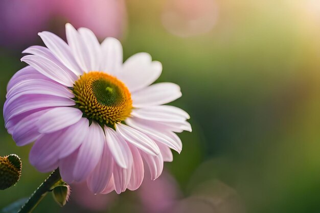 een bloem waar de zon doorheen schijnt