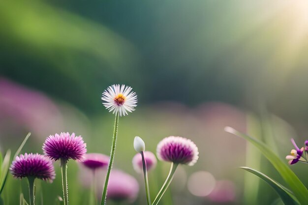 een bloem waar de zon doorheen schijnt