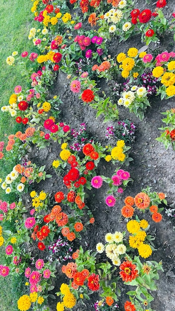 Foto een bloembed met een verscheidenheid aan bloemen een prachtig bloembed met gewone zinnia