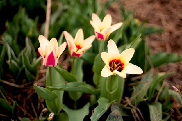 Een bloembed met gele en roze tulpen