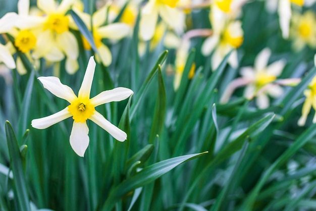 Een bloembed met witte en gele bloemen narcissen