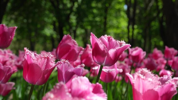 Een bloembed van roze tulpen groeit in het park Bulb bloemknop close-up Bloeiende lentebloem in de botanische tuin Veelkleurige planten op het gazon Sierteelt op het veld