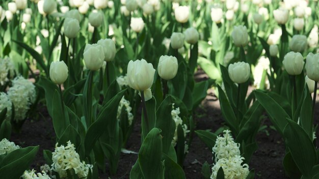 Een bloembed van witte tulpen groeit in het park Bulb bloemknop close-up Bloeiende lentebloem in de botanische tuin Veelkleurige planten op het gazon Sierteelt op het veld