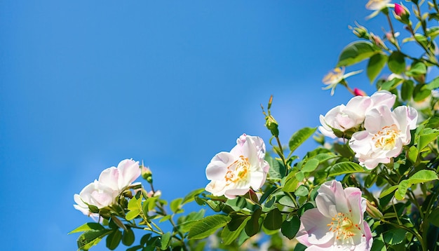 Een bloementuin met een blauwe lucht op de achtergrond