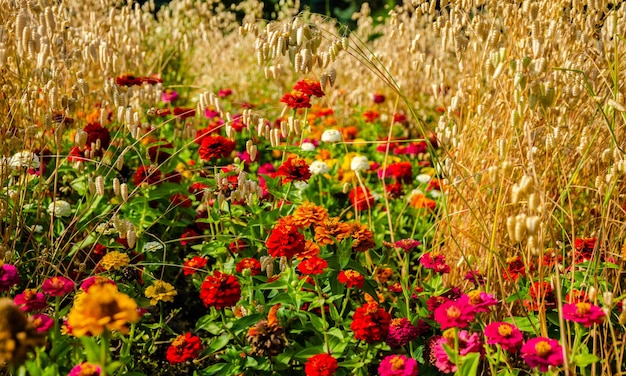 Een bloemenveld in de herfst