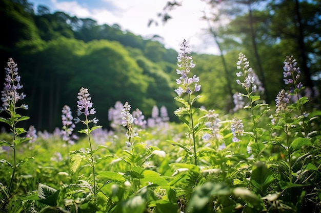 Een bloemenveld in het bos